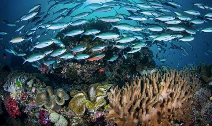 Penginapan Kofiyau Sorong Exteriör bild